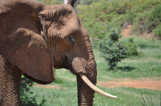 Kenia - De olifant
