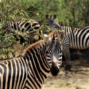 Tanzania - Lake Manyara National Park