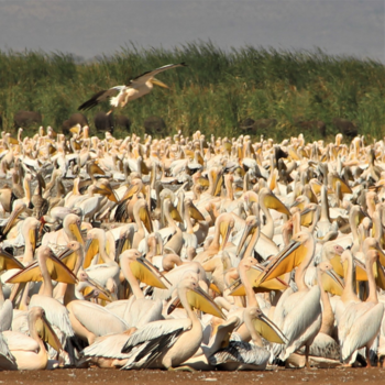 Tanzania - Duizende pelikanen