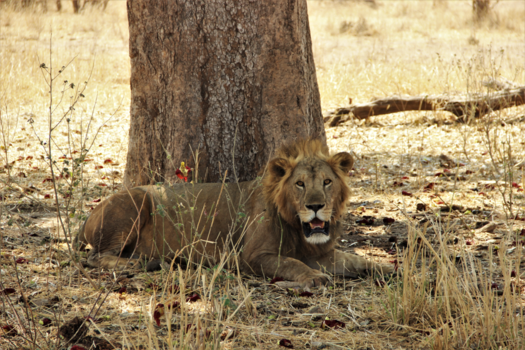 Tanzania - Uitbuiken onder de boom