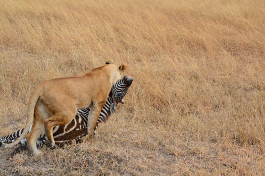 Masai Mara - Madagascar meets Lion King: Nala catching Marty.