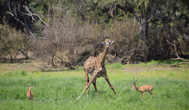 Tanzania - Selous Wildreservate