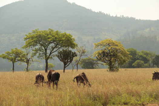 eSwatini (voorheen Swaziland)