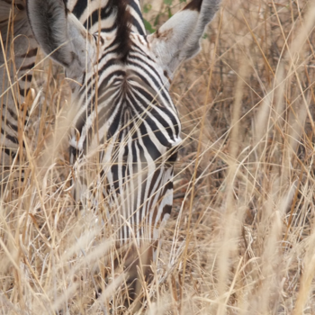 Kenia - Stripes