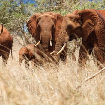 Kenia - Border tanzania/ kenia/amboseli