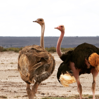 Kenia - Amboseli