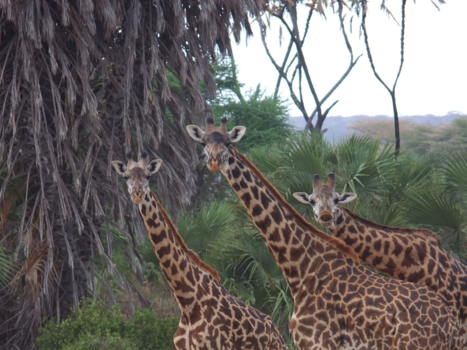 Kenia - Tsavo