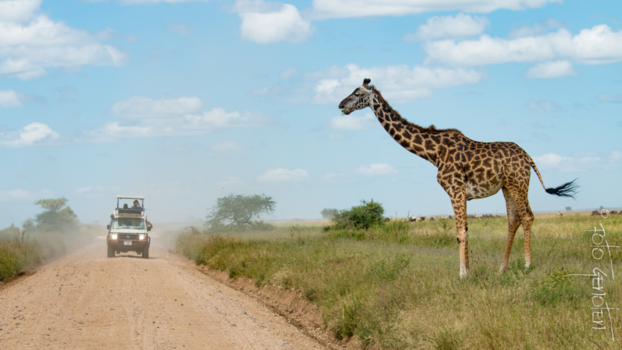 Tanzania - Op Safari