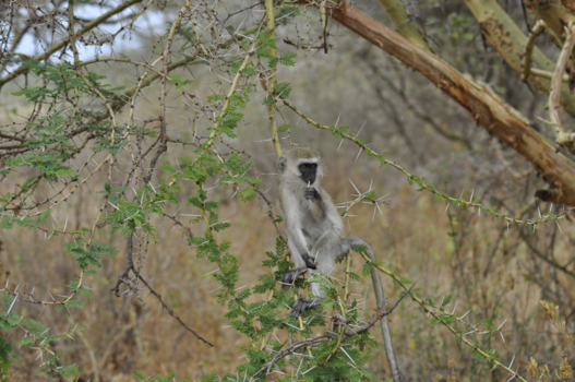 Serengeti National Park - Overal is schoonheid om ons heen, alleen niet iedereen ziet het!