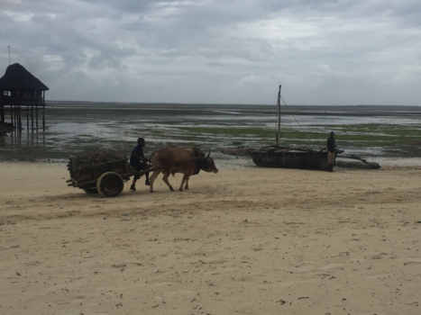 Stranden van Zanzibar