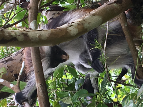 Stranden van Zanzibar
