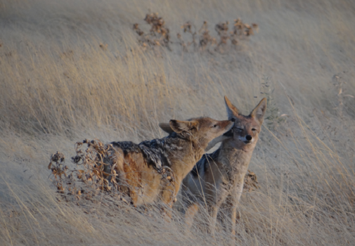 Etosha National Park - Jackal family love in Etosha National Park.