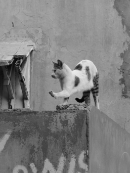 Marrakesh - Trotse kat, Marrakech