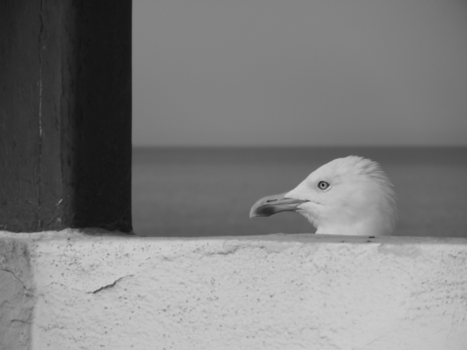 Essaouira - I have got my eye on your breakfast