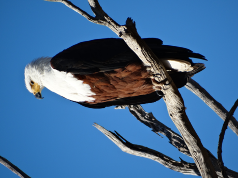 Botswana - De Afrikaanse zeearend kijkt je aan ;)