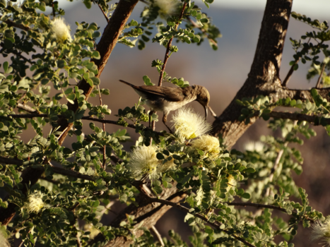 Namibië - Suikerbekkie