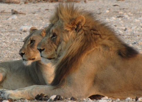 Etosha National Park - Leeuwenkoppel op de uitkijk