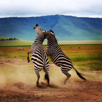 Serengeti National Park - Fighting zebras!