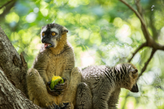 Madagaskar - Deze mango is niet helemaal rijp...