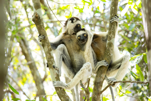 Madagaskar - Wàt zeg je?!