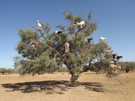 Marokko - niet te geloven