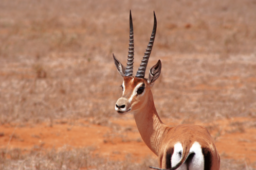 Kenia - Vluchten? Of kijken?