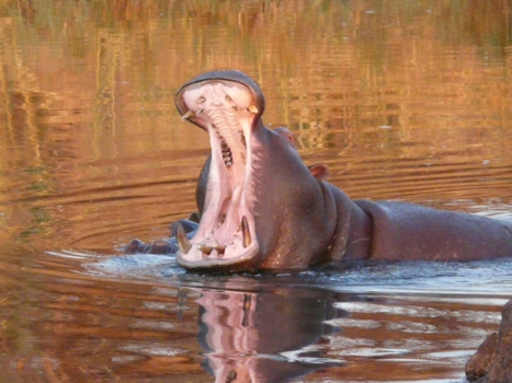 Namibië - nijlpaard praat met ons