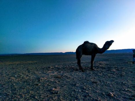 Ouarzazate - Discovery Camel