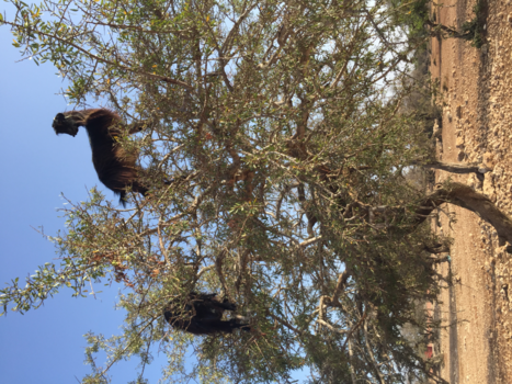 Marokko - De uitkijkpost geit