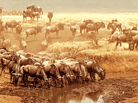 Ngorongoro krater - Water for all
