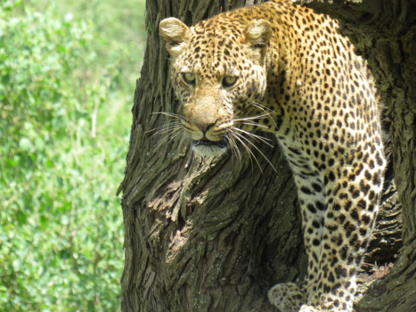 Serengeti National Park - Leopard in the tree