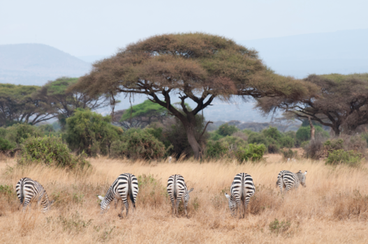 Kenia - Zebra's at Amboseli