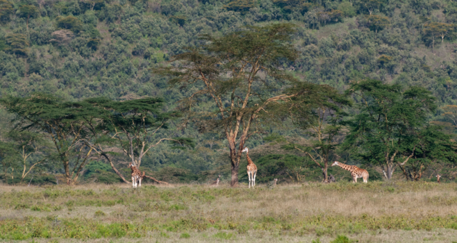 Kenia - Zoekplaatje