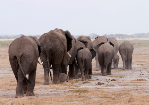 Kenia - Family