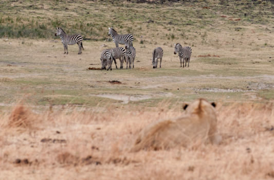 Tanzania - Lion Prey