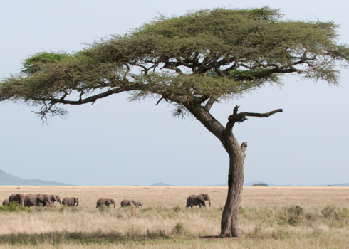 Tanzania - Family Affair