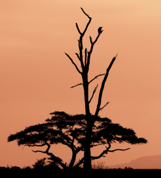 Tanzania - Silhouette