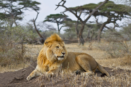 Tanzania - Lion king
