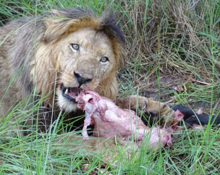 Murchison Falls national park - Leeuw geniet van zijn maaltijd: een buffelo.