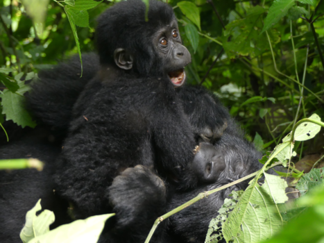 Bwindi Impenetrable National Park - Happy gorilla in the mist
