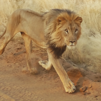 Windhoek - King's walk