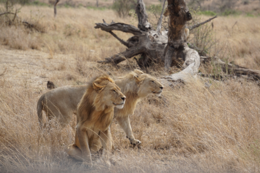 Tanzania - Serengeti