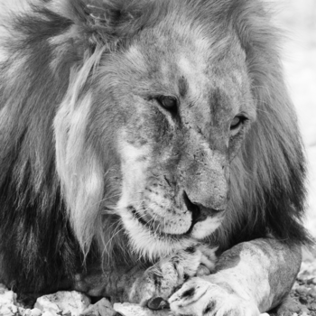 Namibië - Leeuw is Etosha, Namibie