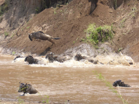 Kenia - De grote migratie