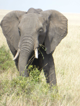 Kenia - Schitterende olifant