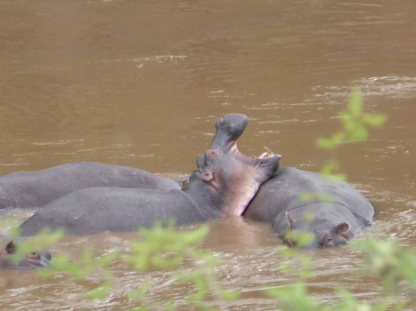 Kenia - Hippo's
