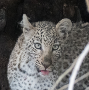 Spitzkoppe - Botswana