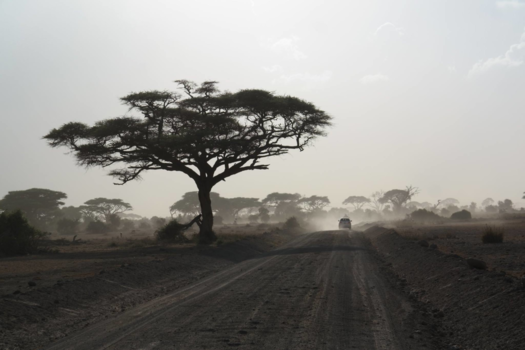 Amboseli National Park - Morning safari!