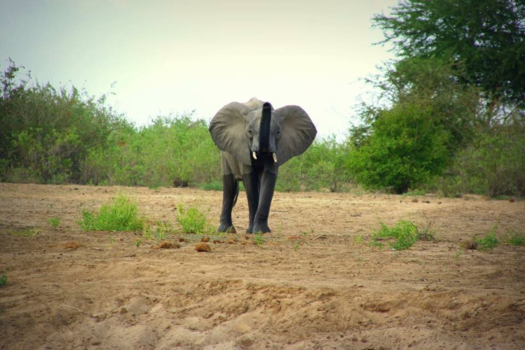 Tanzania - Posing elephant