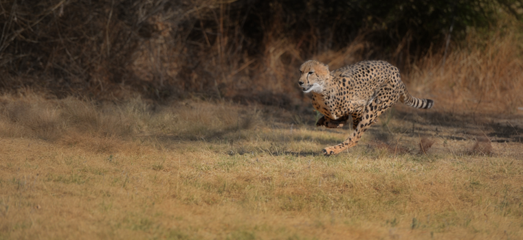 Namibië - Cheetah in volle vaart...